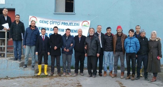 Genç çiftçilere damızlık düve dağıtıldı