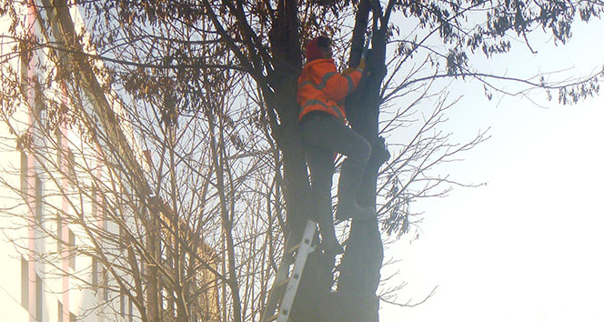 Bilecik Belediyesi ağaç budama çalışması başlattı