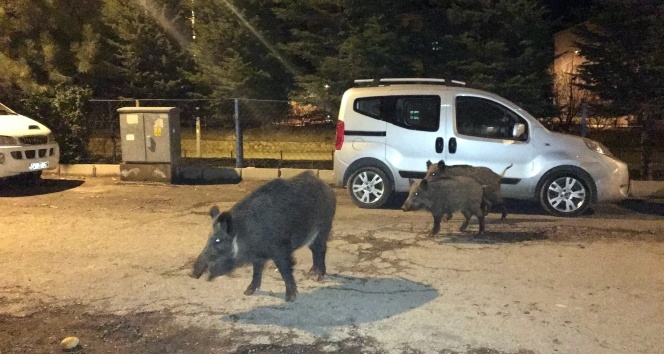 Tunceli&#039;de yaban domuzları, şehre inmeyi alışkanlık haline getirdi