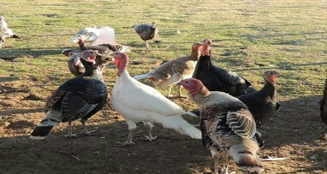 Yılbaşı hindisi yerine köy tavuğu