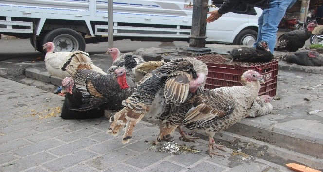 Kilis’te Hindilere rağbet yok