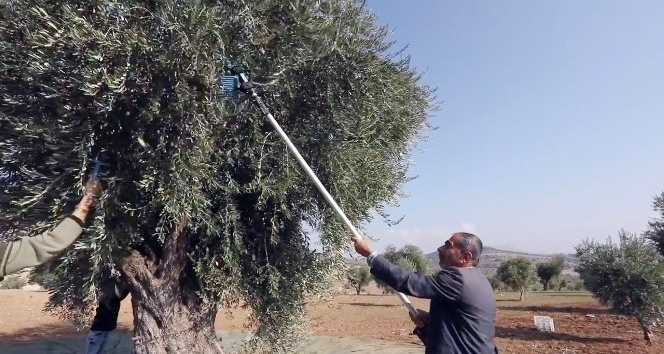 Organik zeytinyağı üretimi kısa filmle anlatıldı