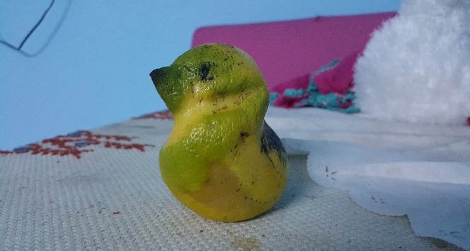 (Özel) Muhabbet kuşu değil limon