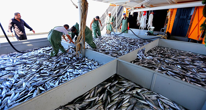 Trol avcılığı denizleri tüketiyor