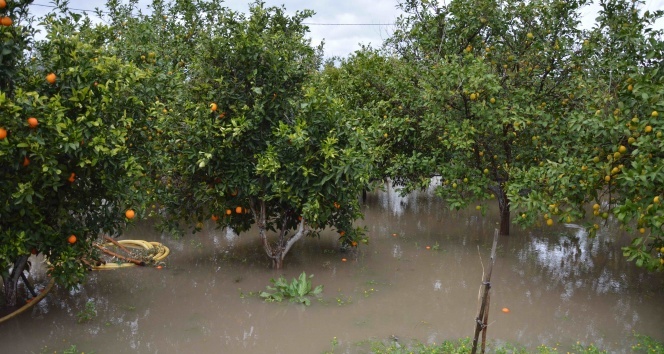 Muğla&#039;da narenciye bahçesi ve seralar sular altında kaldı