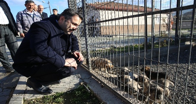 Başkan Eroğlu, hayvanseverleri barınağı gezmeye davet etti