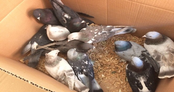 Karaman’da 110 güvercini çaldığı iddia edilen 3 şüpheli yakalandı