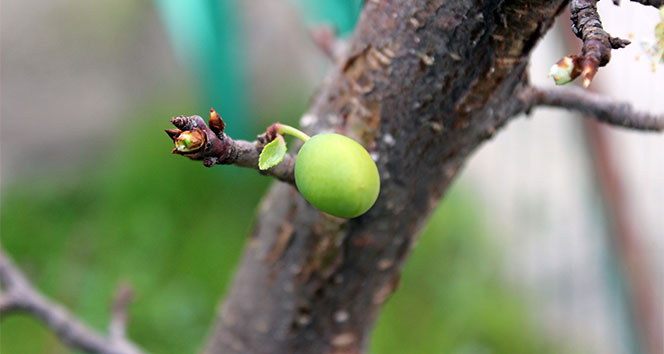 İklim değişikliği kendini gösterdi, Kocaeli’nde ağaçlar meyve verdi
