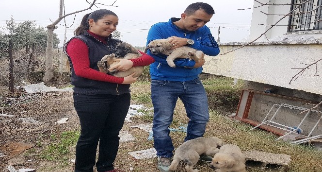 Annelerinin terk ettiği 8 yavru köpeğe yuva oldular