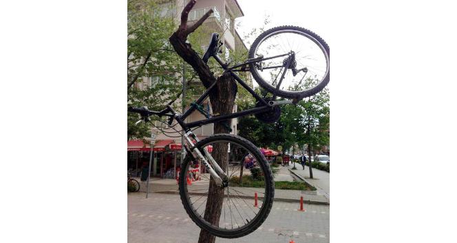 Bisikleti ağaca astı
