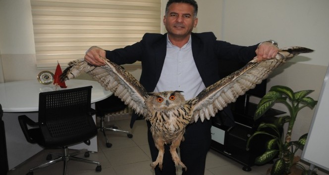 Cizre’de nesli tükenmekte olan boynuzlu baykuş bulundu