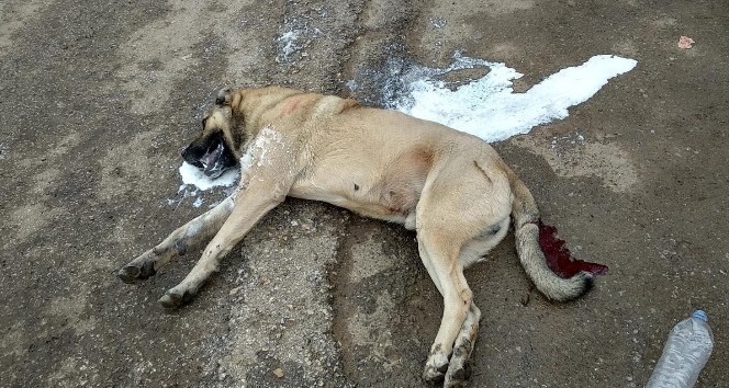 Çok sayıda köpek zehirlenerek öldürüldü