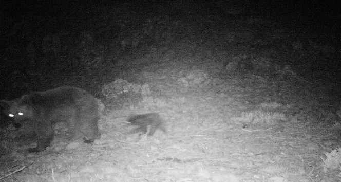 Karaman’da bozayı ile 3 aylık yavrusunu fotokapan görüntüledi