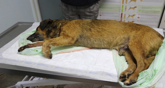 Marmaris’te 2 köpek zehirlenerek öldürüldü