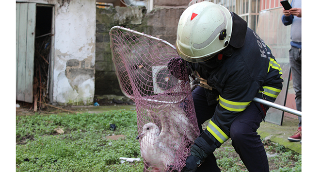 Üç gündür mahsur kalan martıyı itfaiye ekipleri kurtardı