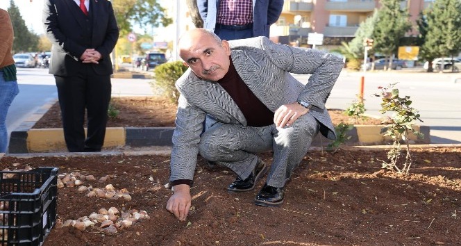 Kilis’te Lale soğanı dikilmeye devam ediliyor