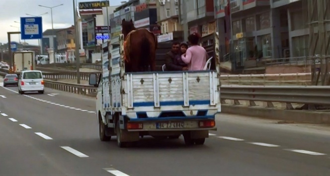 3 kişilik ailenin kamyon kasasında atla tehlikeli yolculuğu kamerada