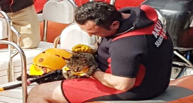 Denize düşen kedi AKUT’un operasyonuyla kurtarıldı