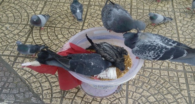 Samsun’da güvercinlerin yem savaşı