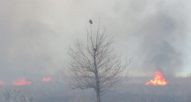 Beyşehir Gölü sazlığında yangın