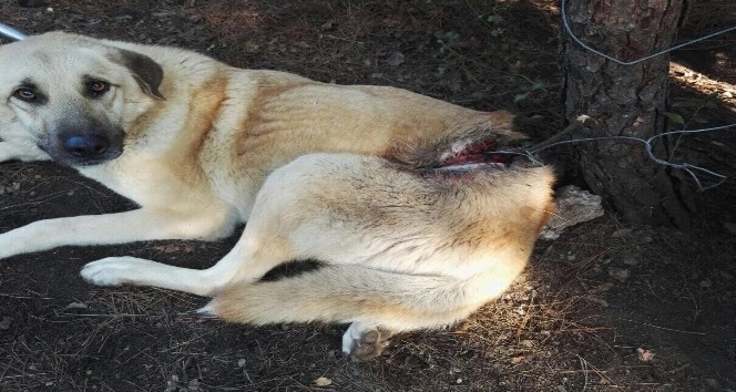 Hayvanseverlerin beslediği köpek tellerle bağlanmış halde bulundu