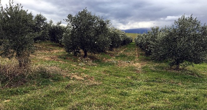 Manisa’da bin 500 zeytin ağacı taşındı