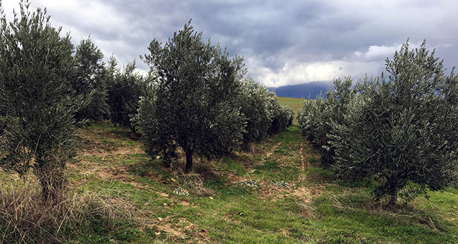 Manisa’da bin 500 zeytin ağacı taşındı