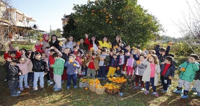 Ekolojik kreş öğrencilerinden portakal hasadı