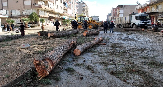 Salihli’de çürüme nedeniyle tehlike oluşturan ağaçlar kesildi