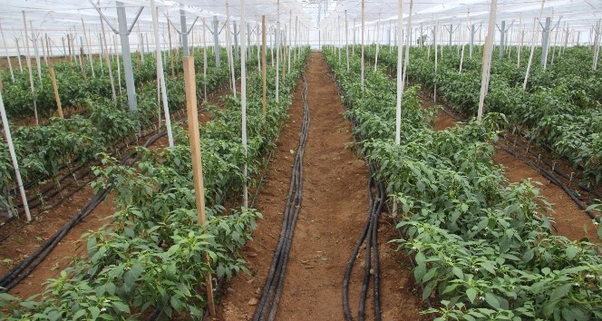 Çanakkale’de ilk kez ’jeotermal sera’da 4 mevsim sebzeler üretiliyor