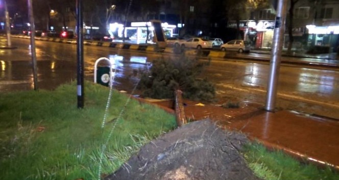 Gaziantep’te fırtına ağaçları kökünden söktü