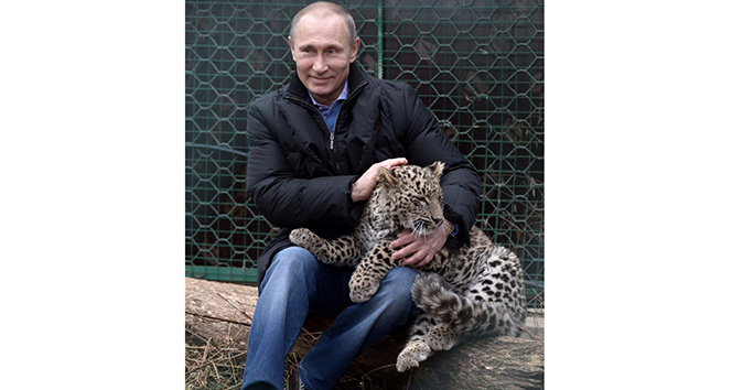 Putin&#039;in leoparı ölü bulundu