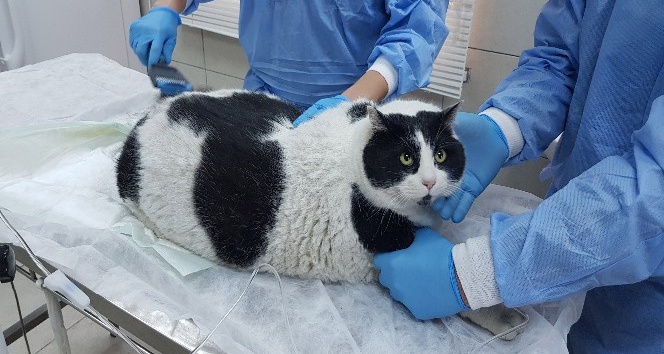 (Özel Haber)18 kiloluk kedi görenleri hayrete düşürüyor