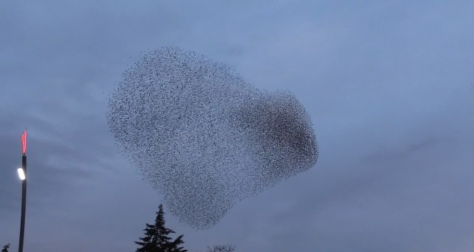 Uşak’ta sığırcık kuşlarından gökyüzü gösterisi