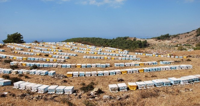 Aydın’a 2 milyon 582 bin lira arı desteği