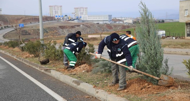 Siirt Belediyesi ağaçlandırma çalışmaları devam ediyor