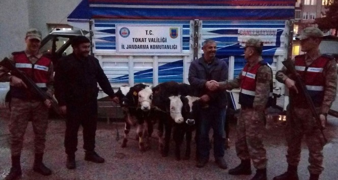 Tokat’tan çalınan büyükbaş hayvanlar Amasya’da bulundu