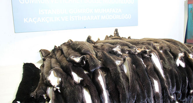Atatürk Havalimanı’nda ‘porsuk kürkü’ operasyonu