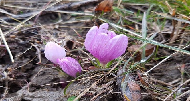 Hakkari’de kış ortasında kardelenler çiçek açtı