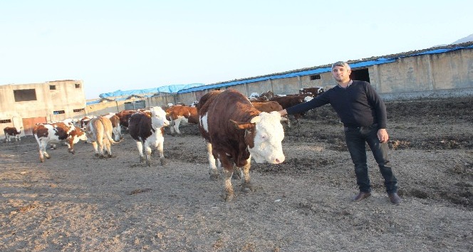 (Özel haber) 5 inekle başladı 100 hayvanlık çiftlik kurdu