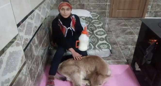 Buzağısı sağlığına kavuşan Hamdu Sena mutluluğunu babasının çektiği video paylaştı