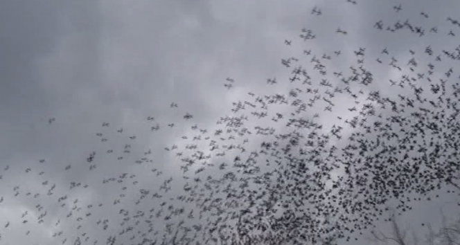 Taksim’de sığırcık kuşlarının dansı büyüledi