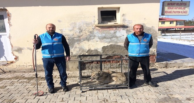 Bayburt’ta şehir merkezine inen kurt yakalandı