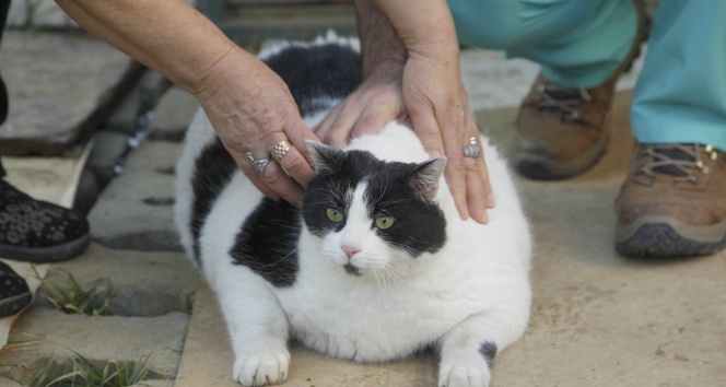 18 kiloluk dev kediye vatandaşlardan diyet