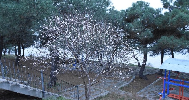 Şeftali ağacı Şubat’ta çiçek açtı