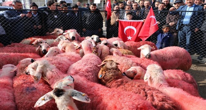 Yozgatlı çobanlar kınaladıkları kurbanları Mehmetçiğe gönderdi
