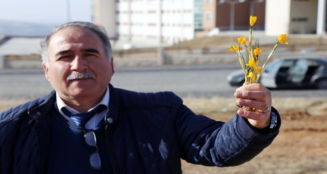 Yozgat’ta baharın müjdecisi çiğdem çiçekleri açtı