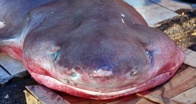 Mersin&#039;de dev köpek balığı, balıkçıların ağına takıldı