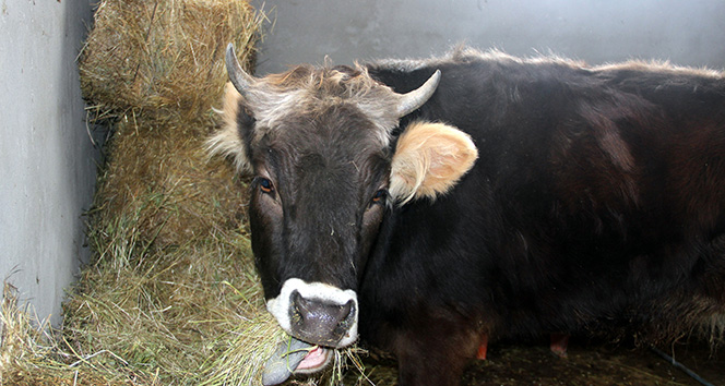 Kazaya karışan inek 18 aydır rehabilitasyon merkezinde bakılıyor