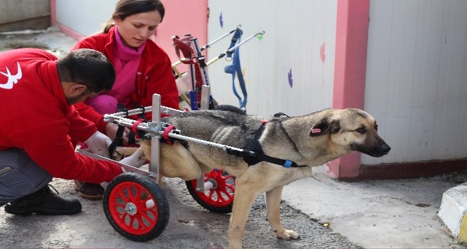 Engelli köpekler yürüteçle hayata tutundu